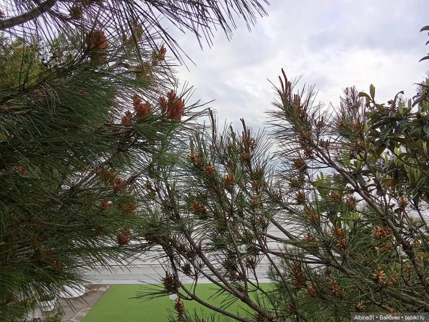 Сочи. Море и цветы (4) — Разные шарнирные куклы (не БЖД): редкие