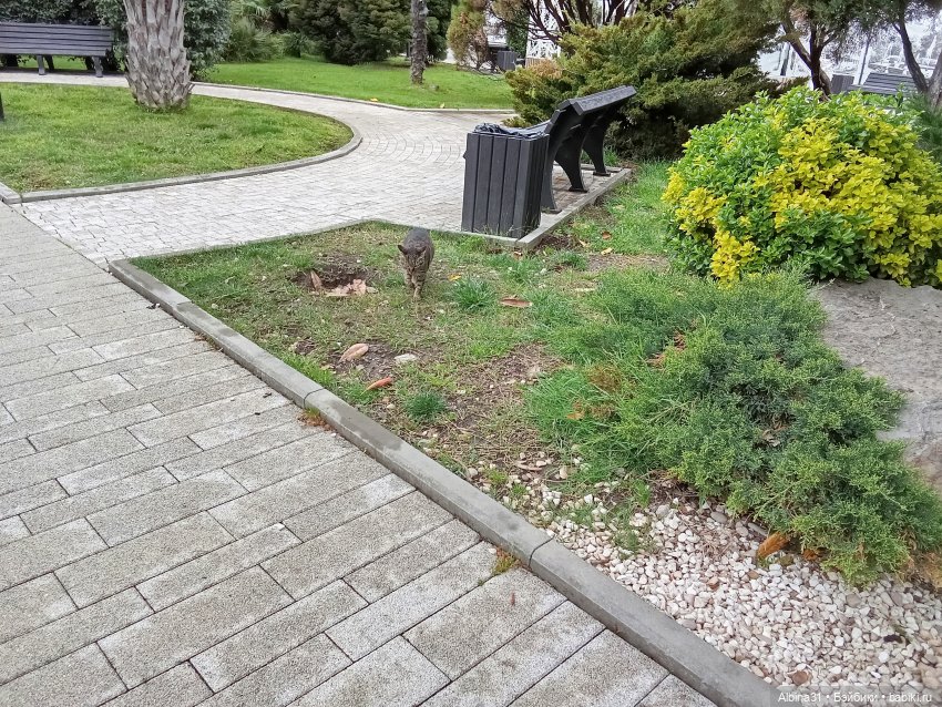 Сочи. Море и цветы (5) — Разные шарнирные куклы (не БЖД): редкие