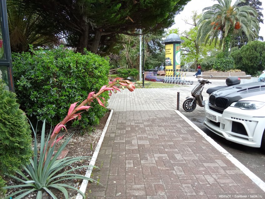 Сочи. Море и цветы (5) — Разные шарнирные куклы (не БЖД): редкие