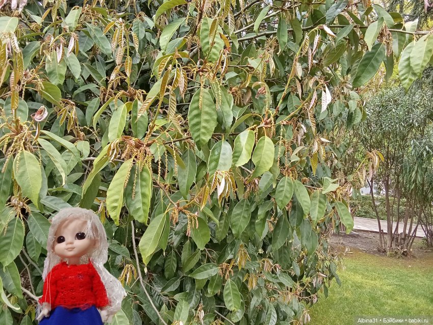 Сочи. Море и цветы (5) — Разные шарнирные куклы (не БЖД): редкие