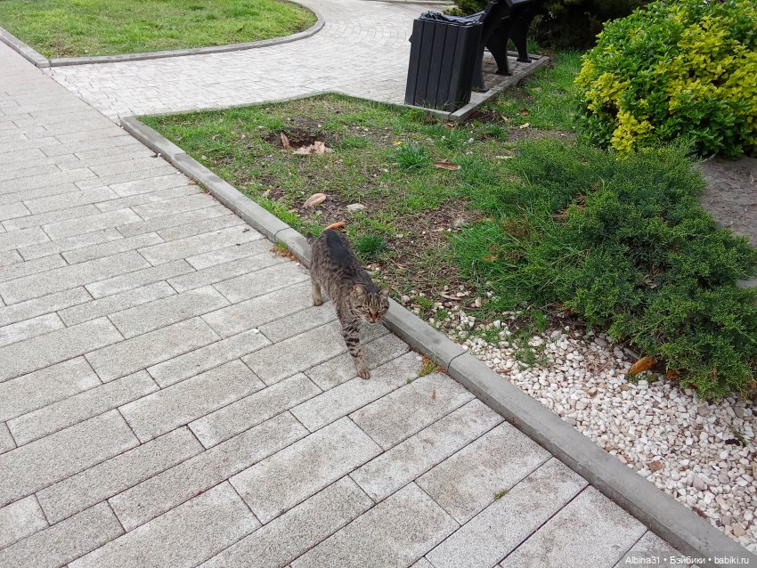 Сочи. Море и цветы (5) — Разные шарнирные куклы (не БЖД): редкие