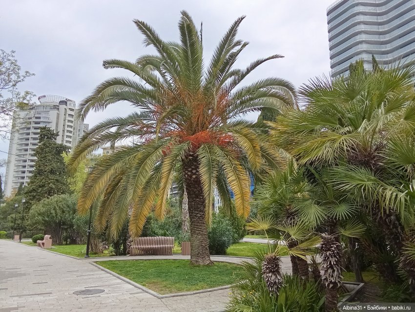 Сочи. Море и цветы (5) — Разные шарнирные куклы (не БЖД): редкие (фото 2)