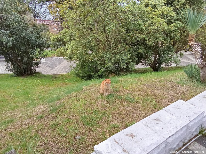 Сочи. Море и цветы (5) — Разные шарнирные куклы (не БЖД): редкие (фото 8)