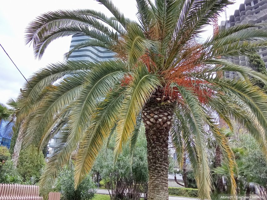 Сочи. Море и цветы (5) — Разные шарнирные куклы (не БЖД): редкие