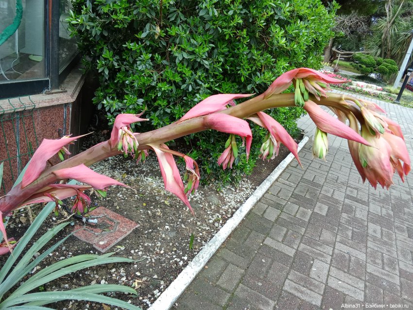 Сочи. Море и цветы (5) — Разные шарнирные куклы (не БЖД): редкие