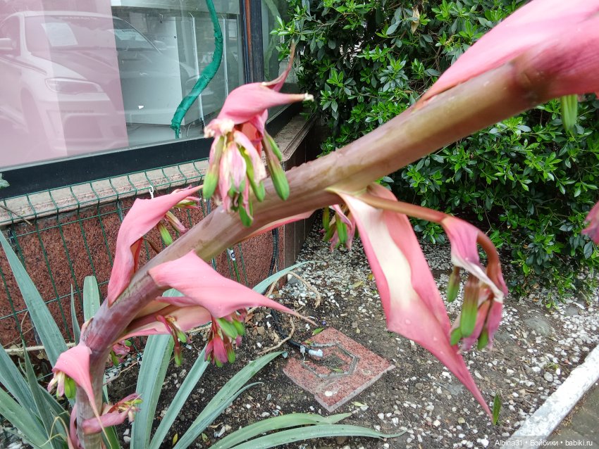 Сочи. Море и цветы (5) — Разные шарнирные куклы (не БЖД): редкие