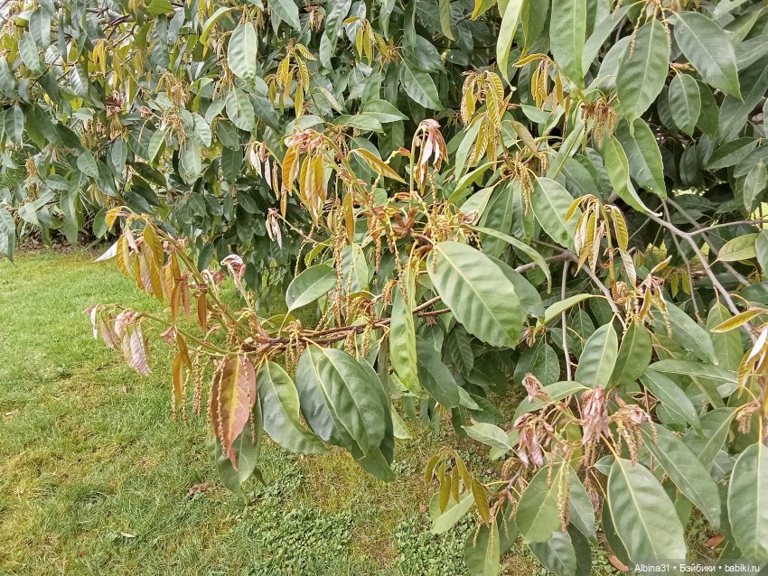 Сочи. Море и цветы (5) — Разные шарнирные куклы (не БЖД): редкие