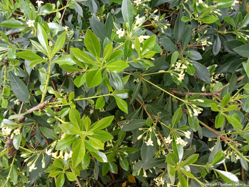 Сочи. Море и цветы (5) — Разные шарнирные куклы (не БЖД): редкие