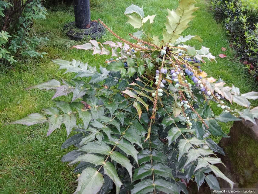 Сочи. Японский сад — Разные шарнирные куклы (не БЖД): редкие (фото 6)