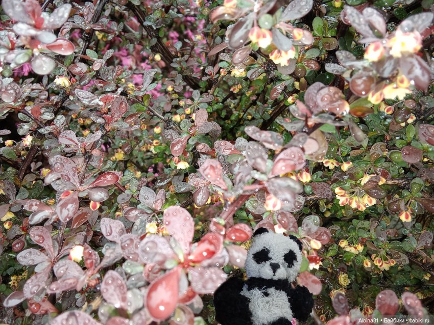 Сочи. Море и цветы (7) — Разные шарнирные куклы (не БЖД): редкие