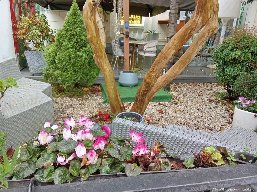 Сочи. Море и цветы (7) — Разные шарнирные куклы (не БЖД): редкие