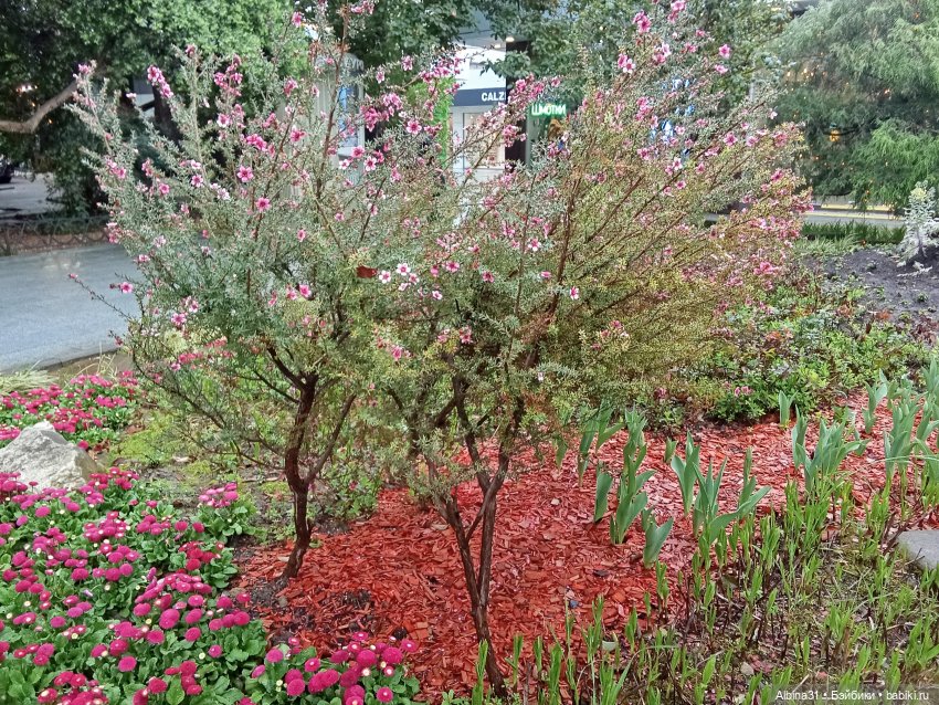 Сочи. Море и цветы (7) — Разные шарнирные куклы (не БЖД): редкие