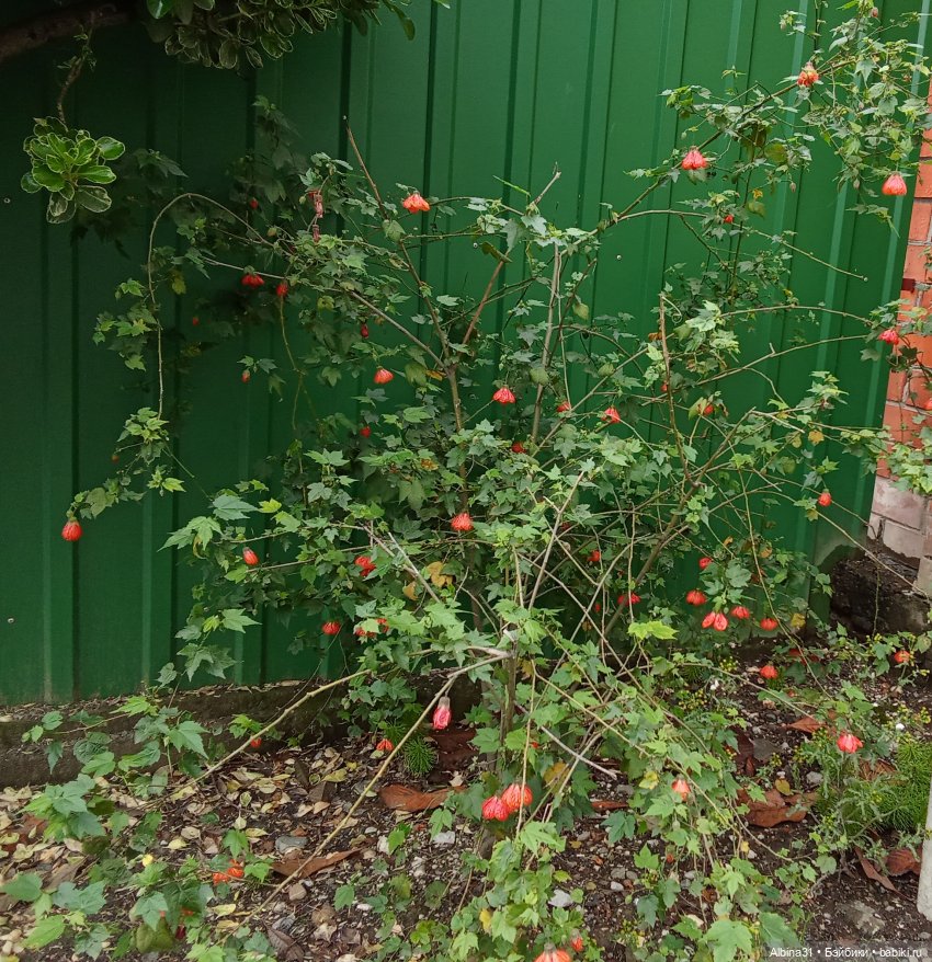 Сочи. Море...Кудепста — Разные шарнирные куклы (не БЖД): редкие (фото 4)