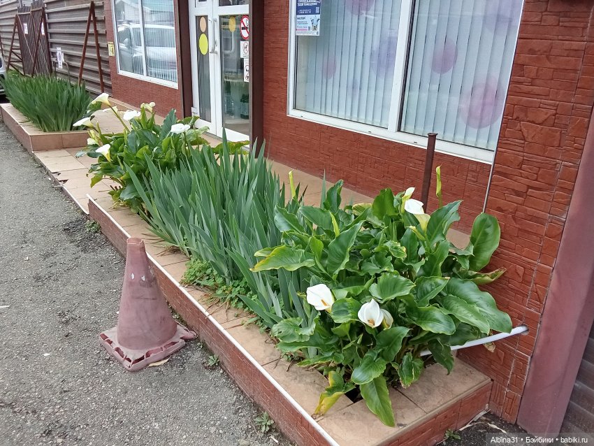 Сочи. Море...Кудепста — Разные шарнирные куклы (не БЖД): редкие (фото 7)