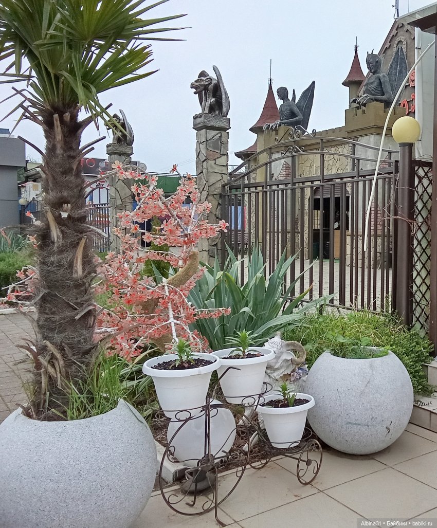 Сочи. Море...Кудепста — Разные шарнирные куклы (не БЖД): редкие