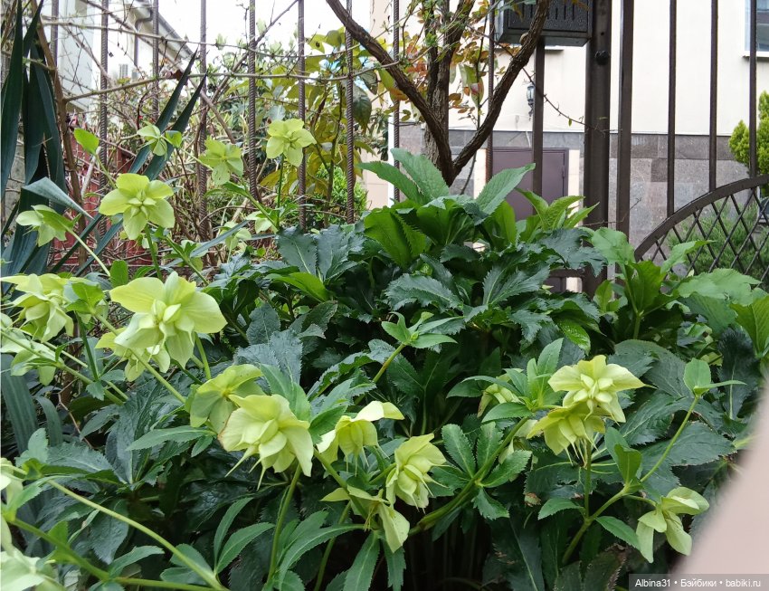 Апрель. Море, цветы — Разные шарнирные куклы (не БЖД): редкие