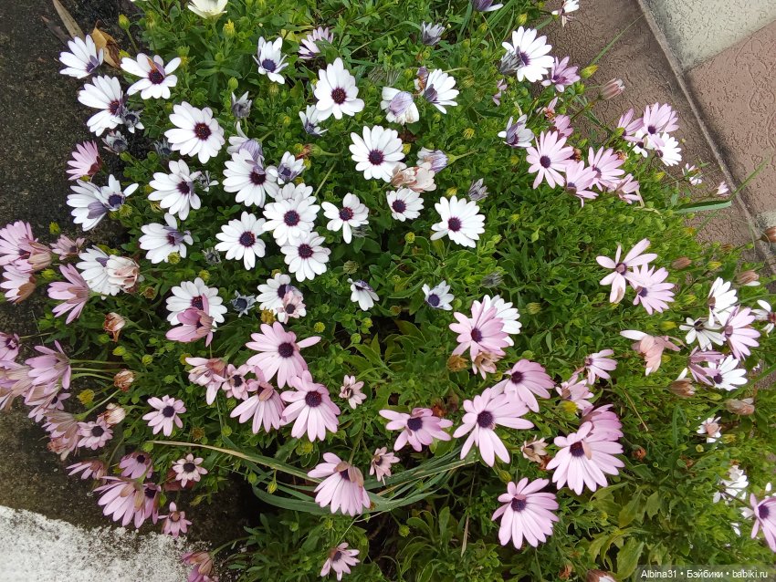 Апрель. Море, цветы — Разные шарнирные куклы (не БЖД): редкие