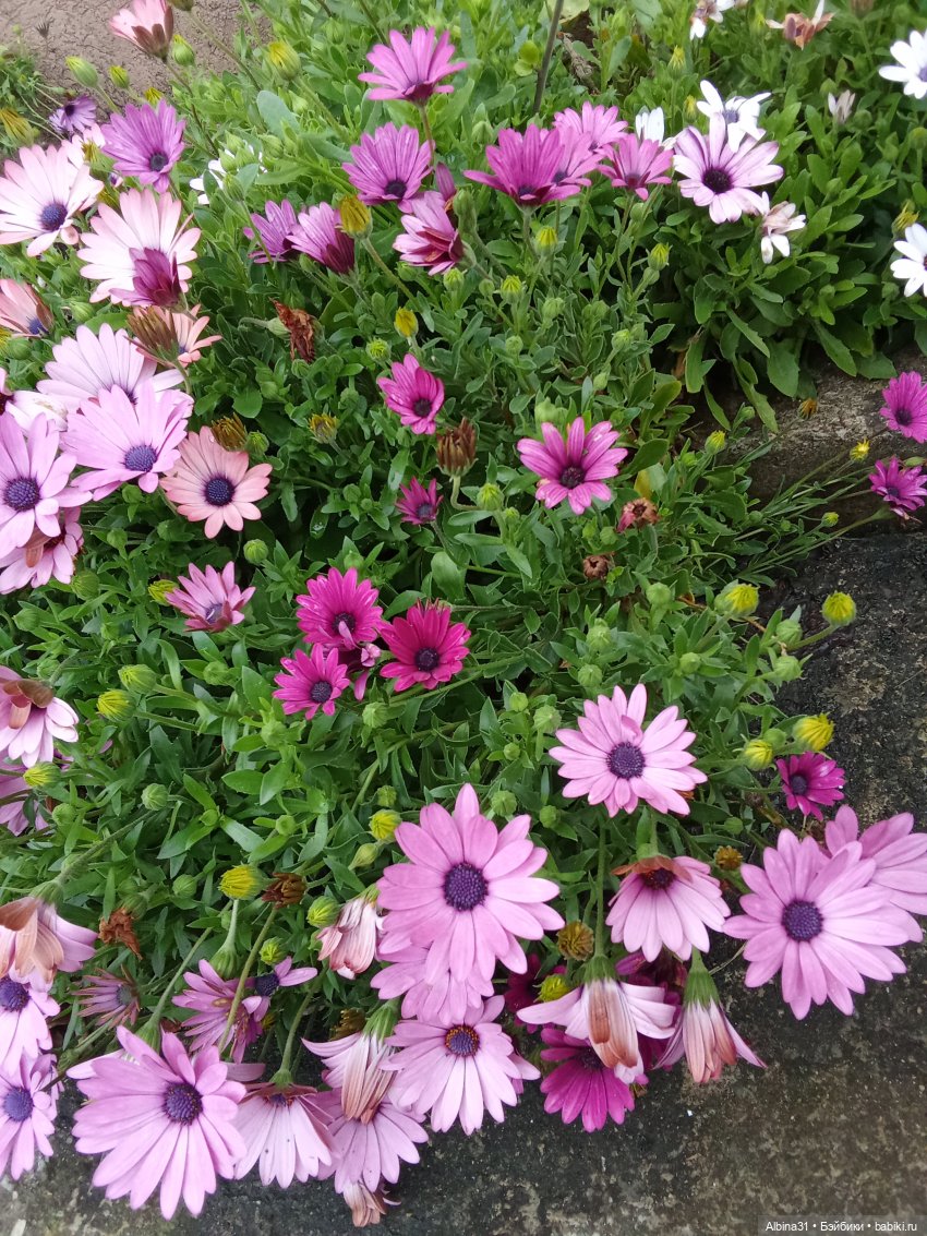 Апрель. Море, цветы — Разные шарнирные куклы (не БЖД): редкие