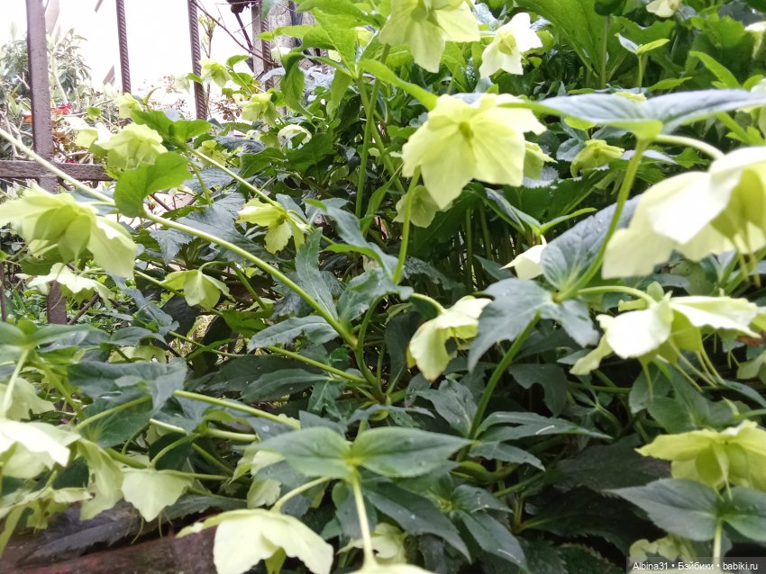 Апрель. Море, цветы — Разные шарнирные куклы (не БЖД): редкие