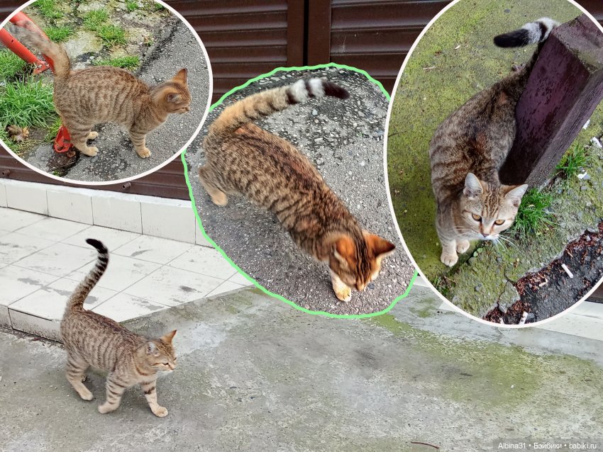 Апрель. Море, цветы — Разные шарнирные куклы (не БЖД): редкие