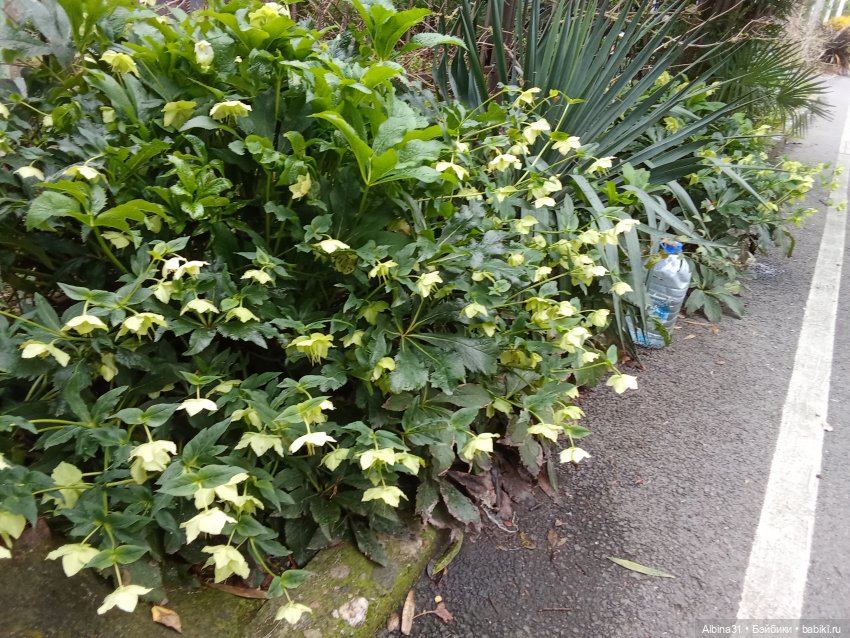 Апрель. Море, цветы — Разные шарнирные куклы (не БЖД): редкие