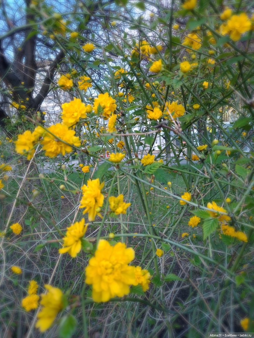 Краснодар. Март 2025 — Разные шарнирные куклы (не БЖД): редкие