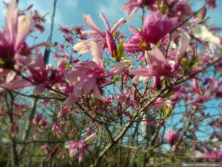 Краснодар. Март 2025 год (продолжение) (фото 7)