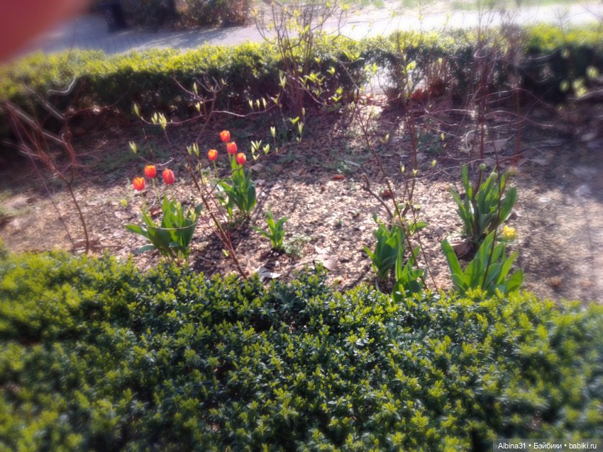 Краснодар. Март 2025 год (продолжение) (фото 2)