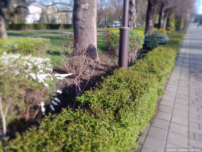 Краснодар. Март 2025 год (продолжение) (фото 9)