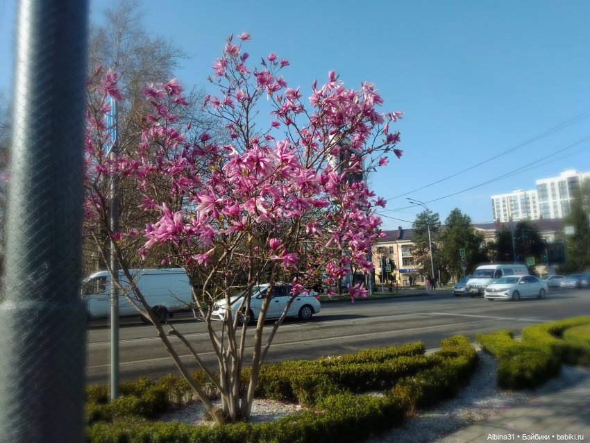 Краснодар. Март 2025 год (продолжение) (фото 6)