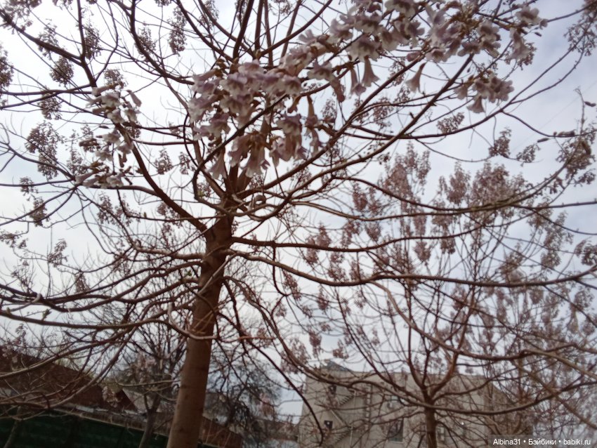 Краснодар 2025 год март-апрель