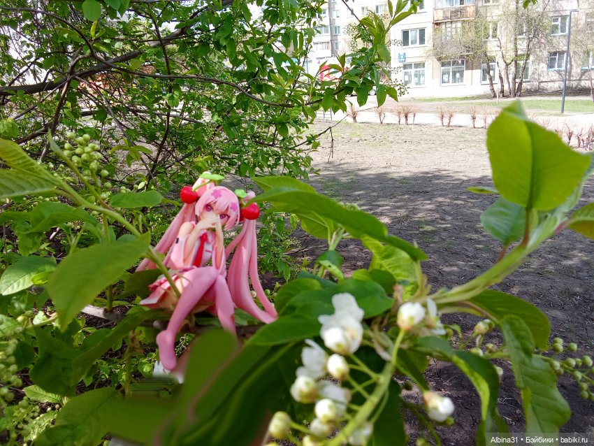 Моя любовь Мику (17-18) — Аниме куклы (MJD/Винил): Imomo