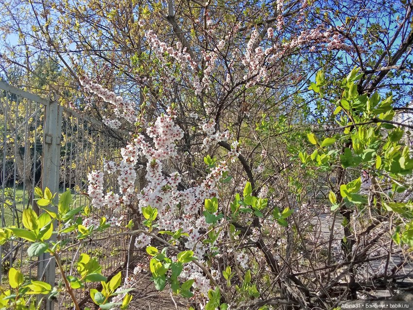 Кукла и весна в Красноярске. 2025 год