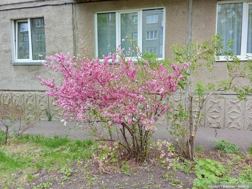 Кукла и весна в Красноярске. 2025 год