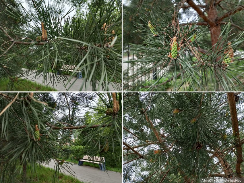 Кукла и весна в Красноярске. 2025 год