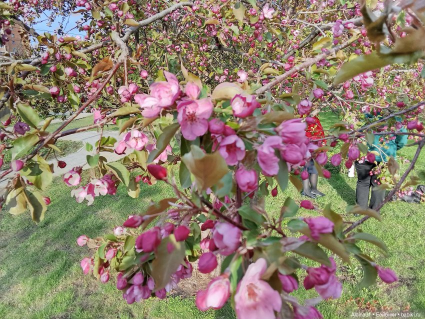 Кукла и весна в Красноярске. 2025 год