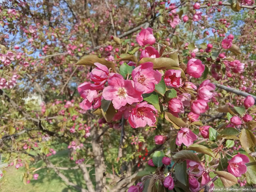 Кукла и весна в Красноярске. 2025 год