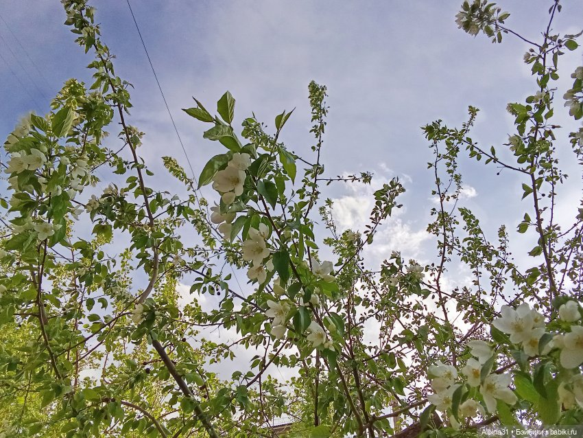 Кукла и весна в Красноярске. 2025 год