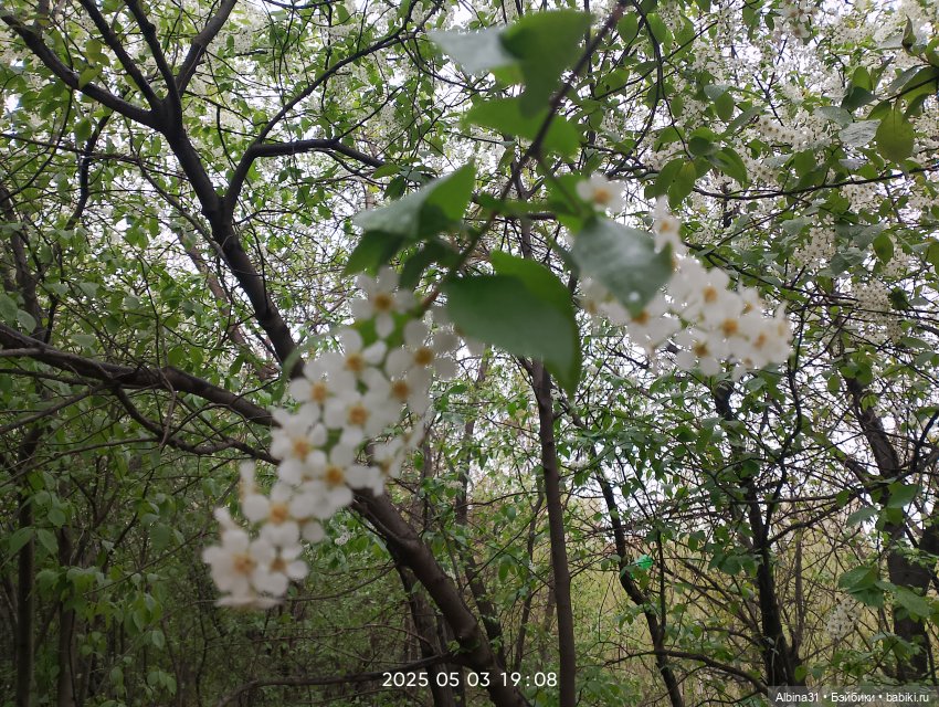 Весна в Красноярске 2025 год