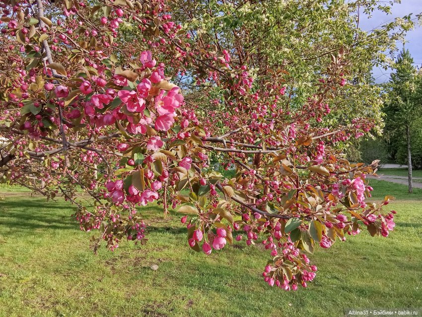 Весна в Красноярске 2025 год