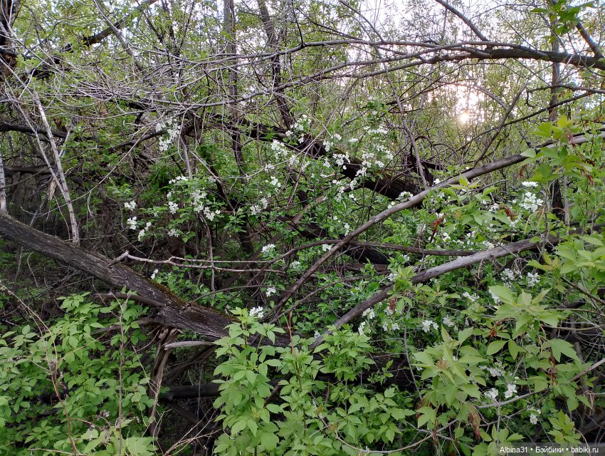 Весна в Красноярске 2025 год (фото 8)