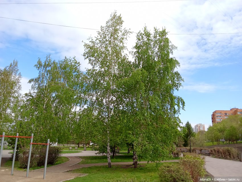 Весна в Красноярске 2025 год (фото 3)