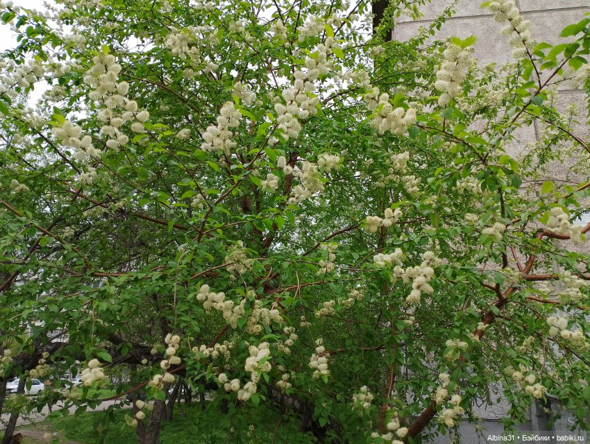 Весна в Красноярске 2025 год