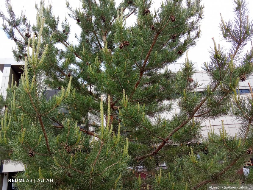 Весна в Красноярске 2025 год