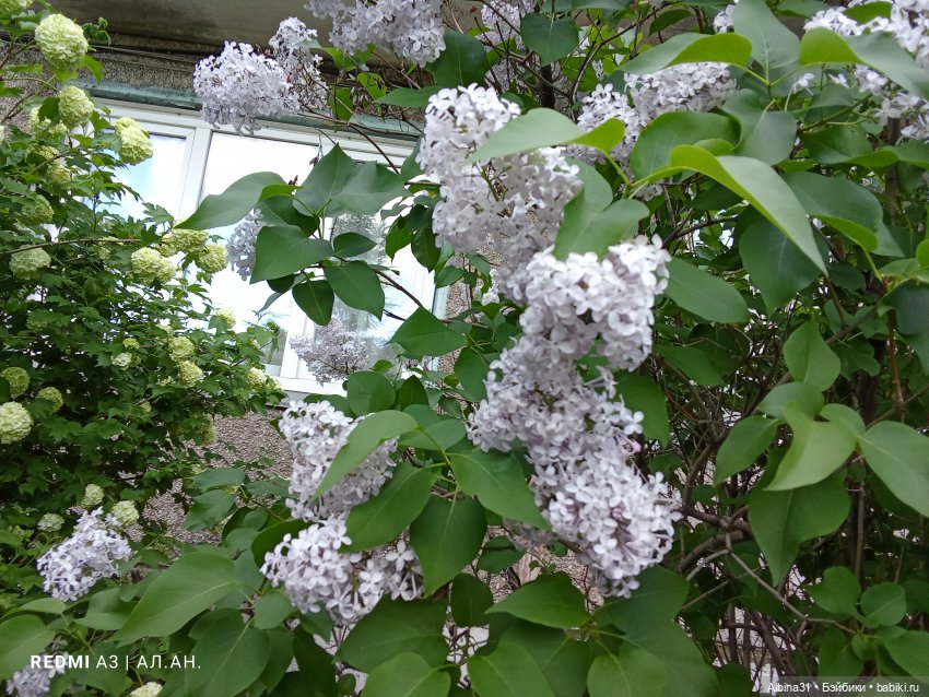 Весна в Красноярске 2025 год