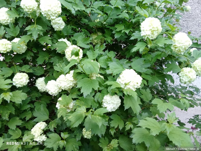 Весна в Красноярске 2025 год