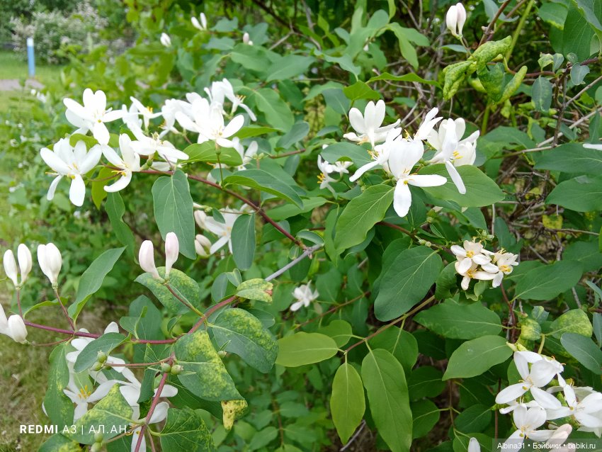 Весна в Красноярске 2025 год