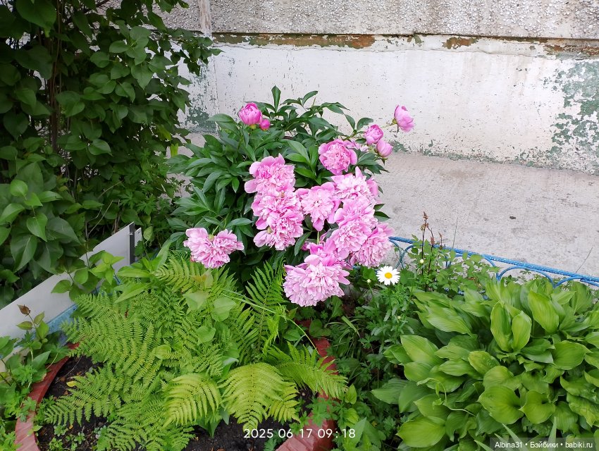 Это было летом 2025 года — Разные шарнирные куклы (не БЖД): редкие (фото 2)