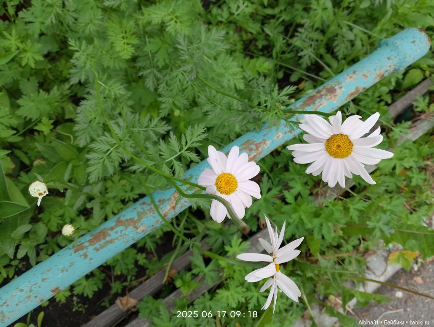 Это было летом 2025 года — Разные шарнирные куклы (не БЖД): редкие