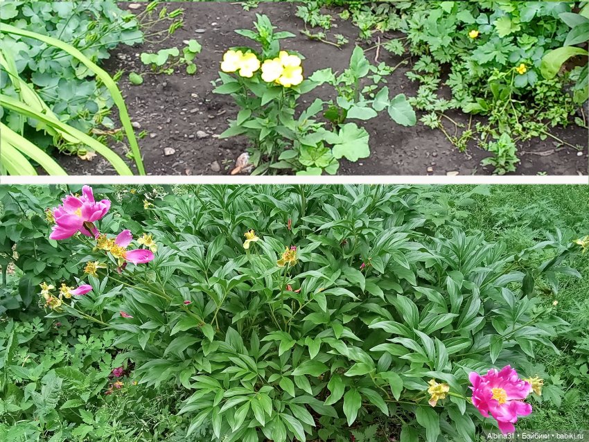 Это было летом 2025 года — Разные шарнирные куклы (не БЖД): редкие